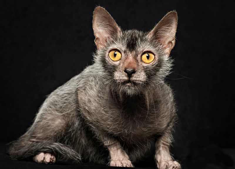 Диво дивное: 8 пород кошек, которыми можно только восхищаться и о  существовании которых мы не подозревали – ilex